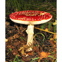 496px-Amanita_muscaria_tyndrum.jpg<>GOMBÁK