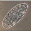 Paramecium.jpg<>SEJTMAGVAS EGYSEJTŰEK